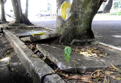 Raízes de árvores rompem o concreto contribuindo para o surgimento de rachaduras na calçada da 304 Sul -  (crédito: Fotos: Marcelo Ferreira/CB/D.A Press)