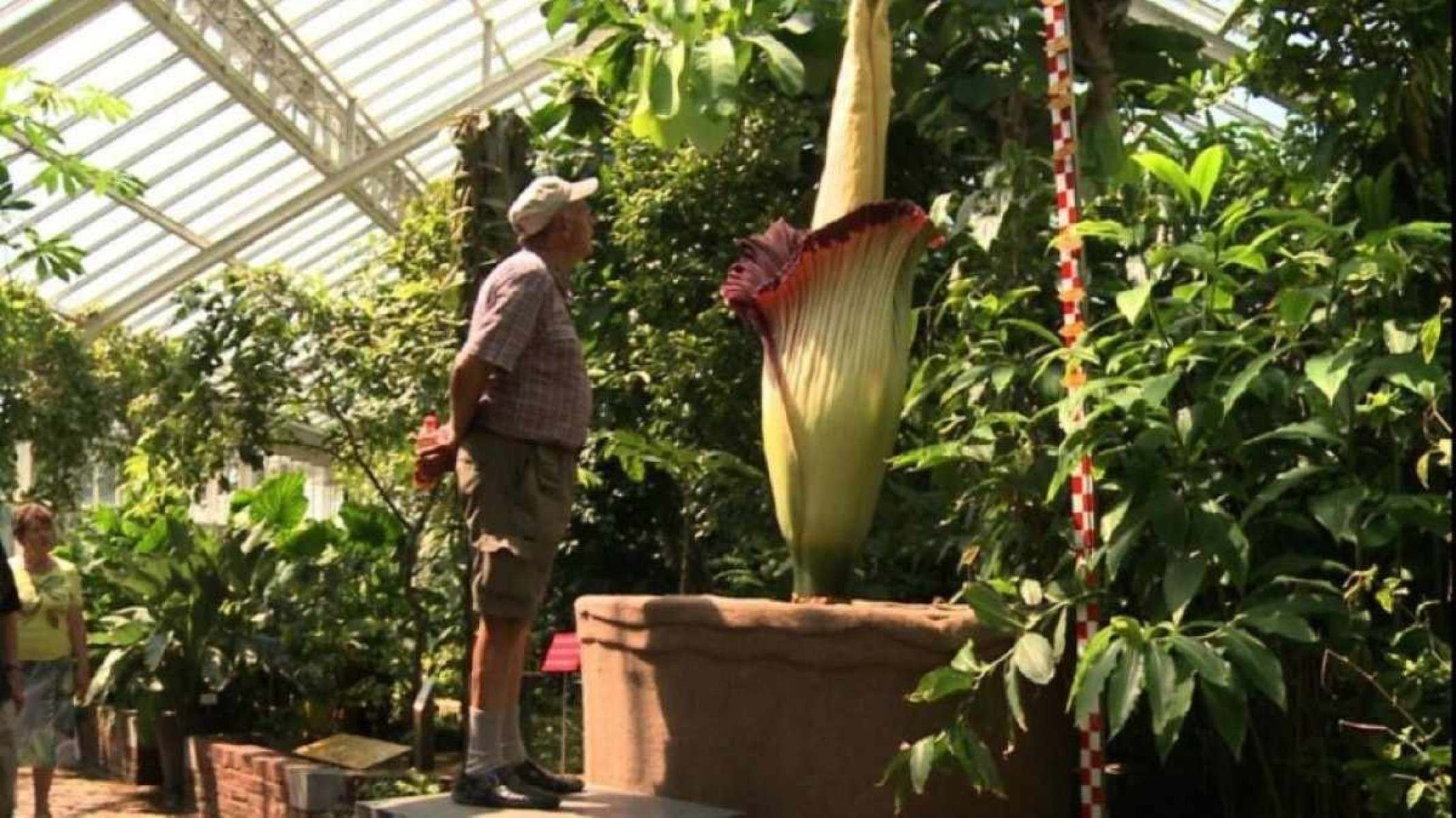 'Flor-cadáver' atrai curiosos em jardim botânico belga
