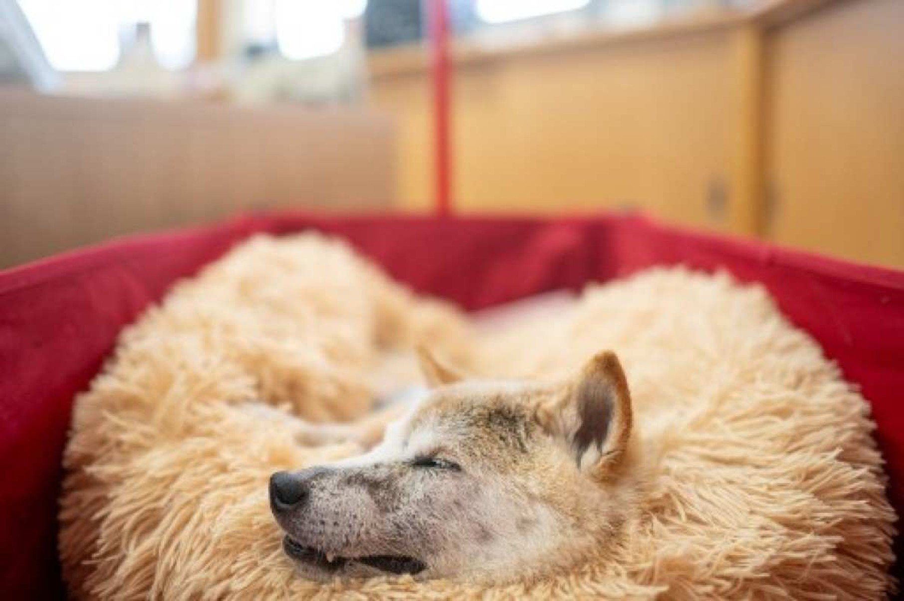 Esta foto tirada em 19 de março de 2024 mostra o cachorro japonês shiba inu Kabosu, mais conhecido como o logotipo da criptomoeda Dogecoin, descansando no escritório de sua dona, Atsuko Sato, após brincar com crianças em um jardim de infância em Narita