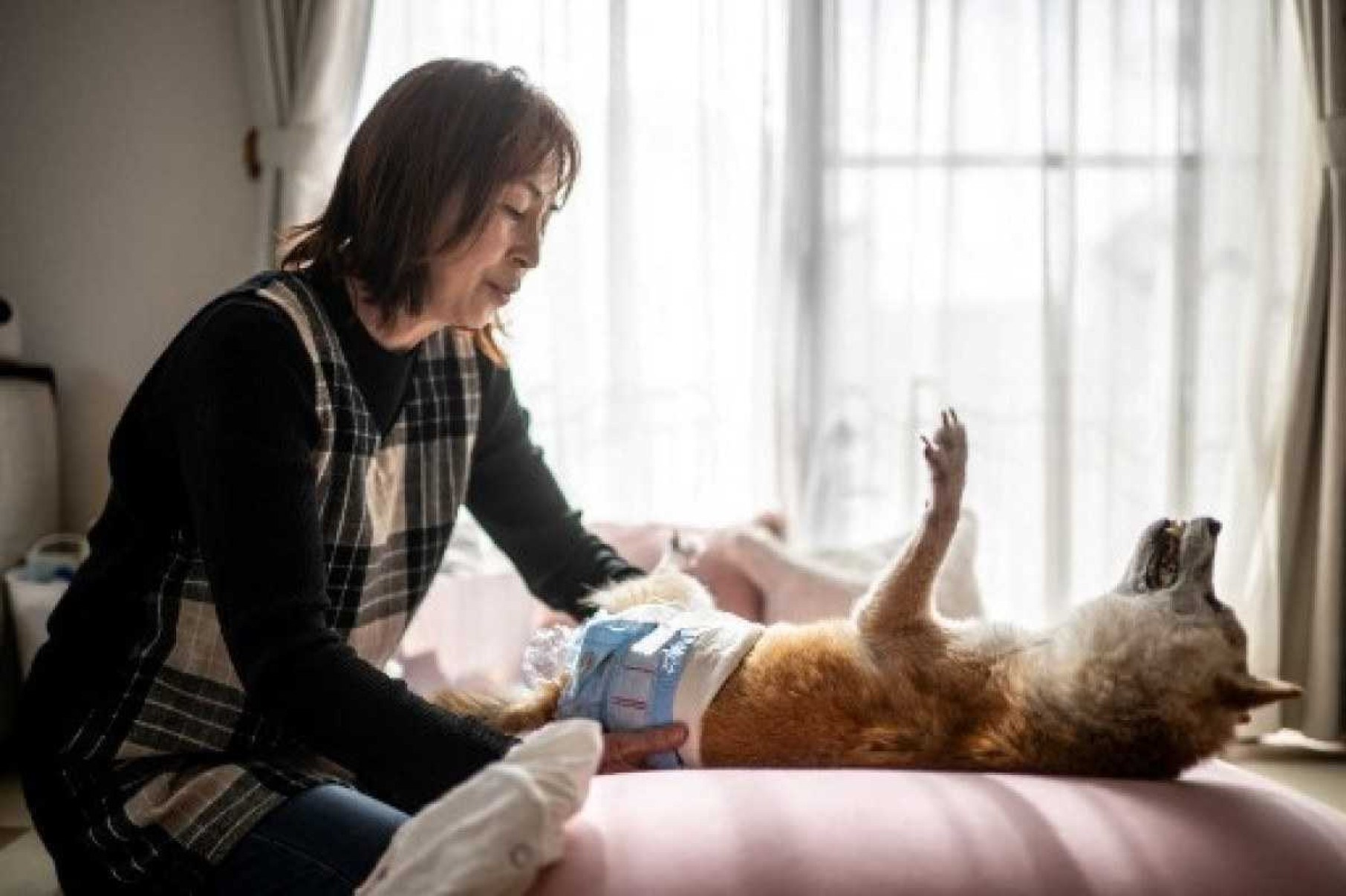 Esta foto tirada em 19 de março de 2024 mostra Atsuko Sato preparando roupas para vestir o cachorro japonês shiba inu Kabosu       