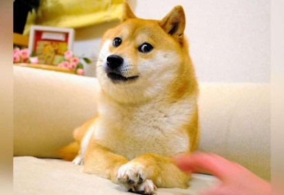 Morre Kabosu, a cadela japonesa dos memes virais
 -  (crédito: Reprodução/Redes sociais)