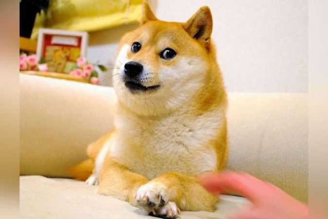 Morre Kabosu, a cadela japonesa dos memes virais
 -  (crédito: Reprodução/Redes sociais)
