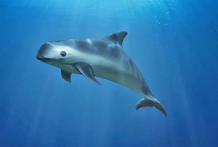 Os menores mamíferos marinhos do mundo, conhecidos como vaquitas, estão correndo sério risco de desaparecer para sempre. -  (crédito: Divulgação/WWF)