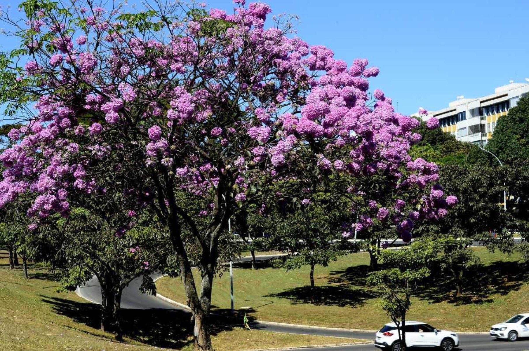 Ipês-roxos abrem a temporada da árvore símbolo da cidade enfeitando as vias