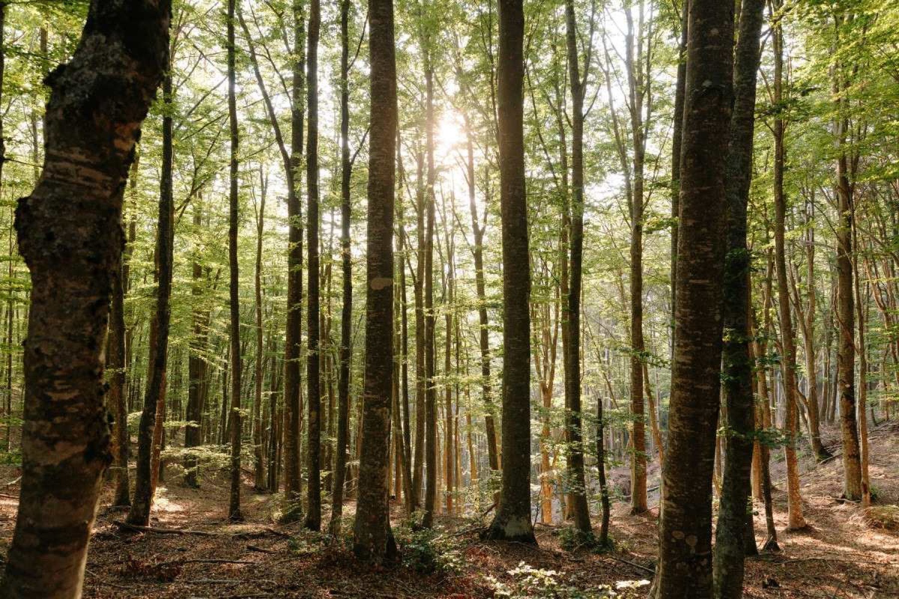 Crise climática deixa as árvores mais lentas, mostra estudo