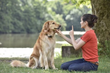 Alguns comandos são importantes para garantir que o cachorro se comporte bem (Imagem: goodluz | Shutterstock) -  (crédito: EdiCase - Pets -> Revista do CB)