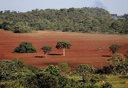 Riqueza biológica do Cerrado faz com que tenha um solo mais adequado à agricultura, principal responsável pela destruição do bioma -  (crédito: Amarildo de Castro/CB/D.A Press) -Riqueza biológica do Cerrado faz com que tenha um solo mais adequado à agricultura, principal responsável pela destruição do bioma -  (crédito: Amarildo de Castro/CB/D.A Press)