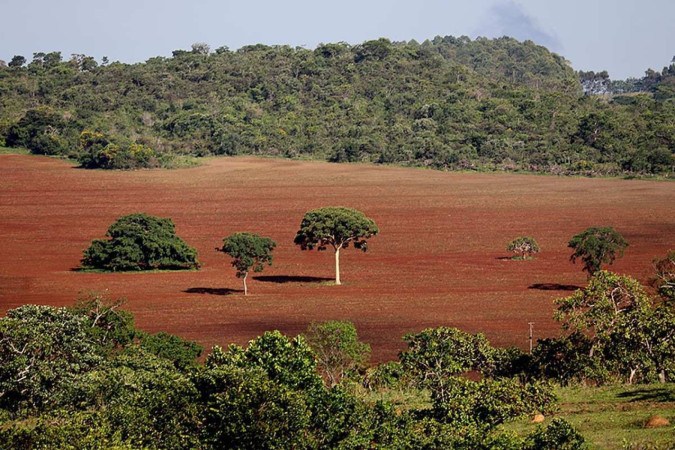 Riqueza biológica do Cerrado faz com que tenha um solo mais adequado à agricultura, principal responsável pela destruição do bioma -  (crédito: Amarildo de Castro/CB/D.A Press)