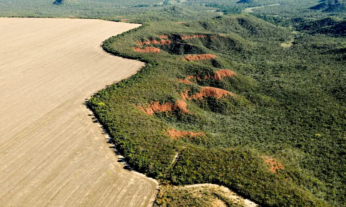 Área desmatada no Brasil em 2023 cai 11,6%, indica MapBiomas -  (crédito: EBC)