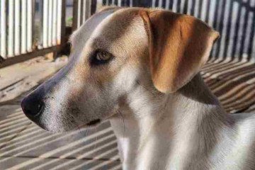 Nala Maria 
é a pet 
do jovem Bryan Dantas, 
21 anos -  (crédito: Arquivo pessoal)
