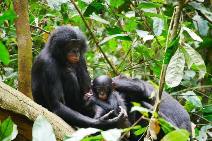 A espécie bonobo, conhecida como chimpanzé-pigmeu, é uma das estudadas
 -  (crédito: Maud Mouginot)