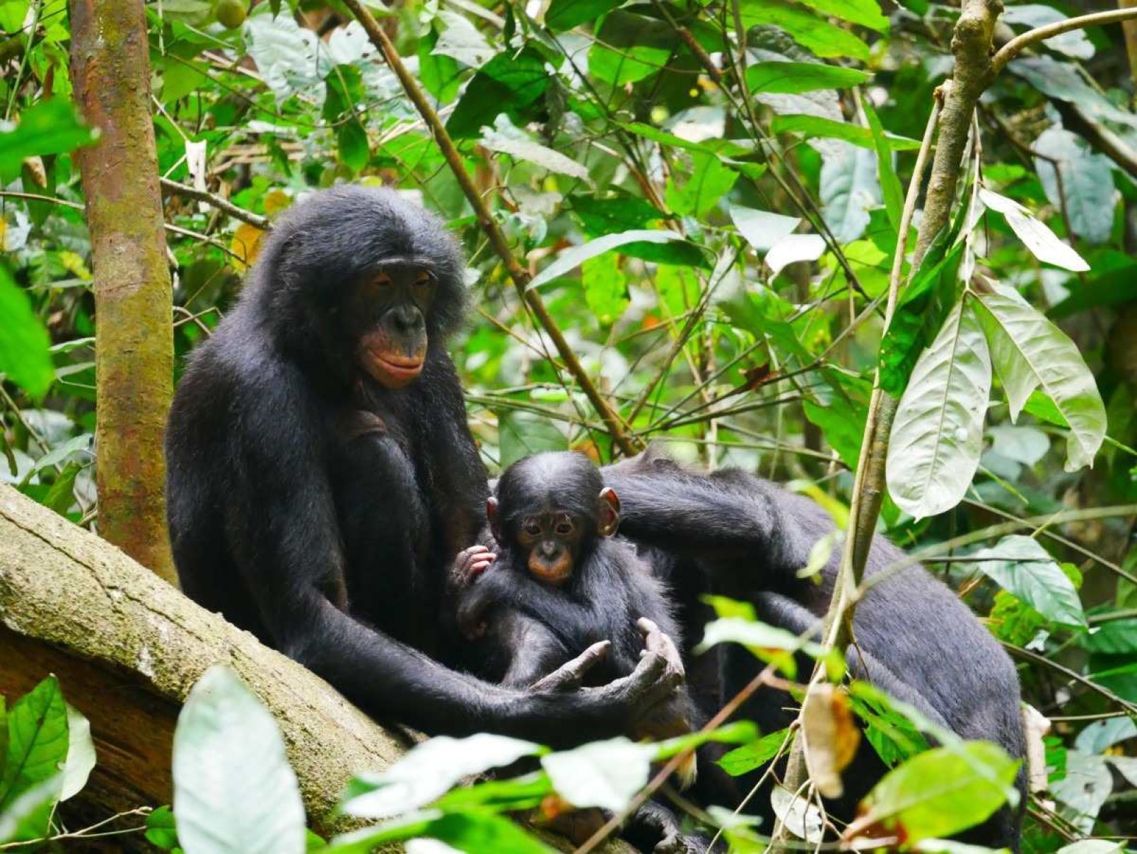 DNA dos macacos desvenda mistérios sobre o ser humano
