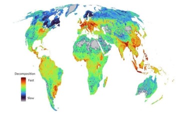 Mapa revela como a 
decomposição sofre influência em 
40 países em todos os continentes
 -  (crédito: Imagem cedida)