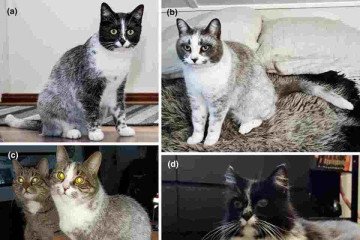 Gatos da raça Salmiak -  (crédito: Reprodução/Revista Animal Genetics)