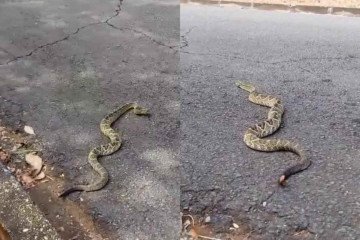 A cobra foi vista passeando próximo à piscina velha do parque.  -  (crédito: Reprodução/Instagram)