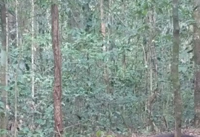 Uma matilha de cachorros-vinagre foi flagrada pela primeira vez no Parque Nacional Montanhas do Tumucumaque, em fevereiro deste ano de 2024. Câmeras fotográficas registraram os animais passando entre as árvores.  -  (crédito: Foto: Parque Nacional Montanhas do Tumucumaque)