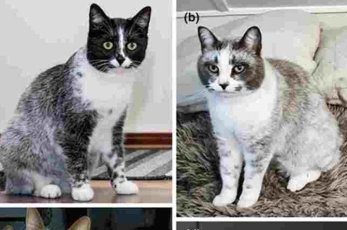 Gatos da raça Salmiak -  (crédito: Reprodução/Revista Animal Genetics)