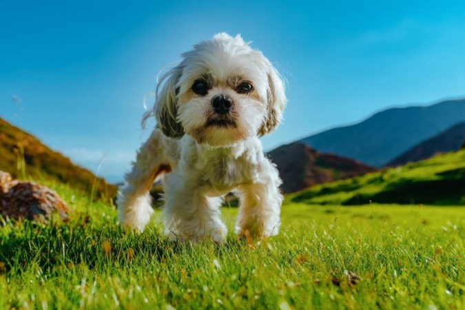 Algumas raças de cachorro tendem a ser mais teimosas (Imagem: chaossart | Shutterstock)  -  (crédito: EdiCase - Pets -> Revista do CB)