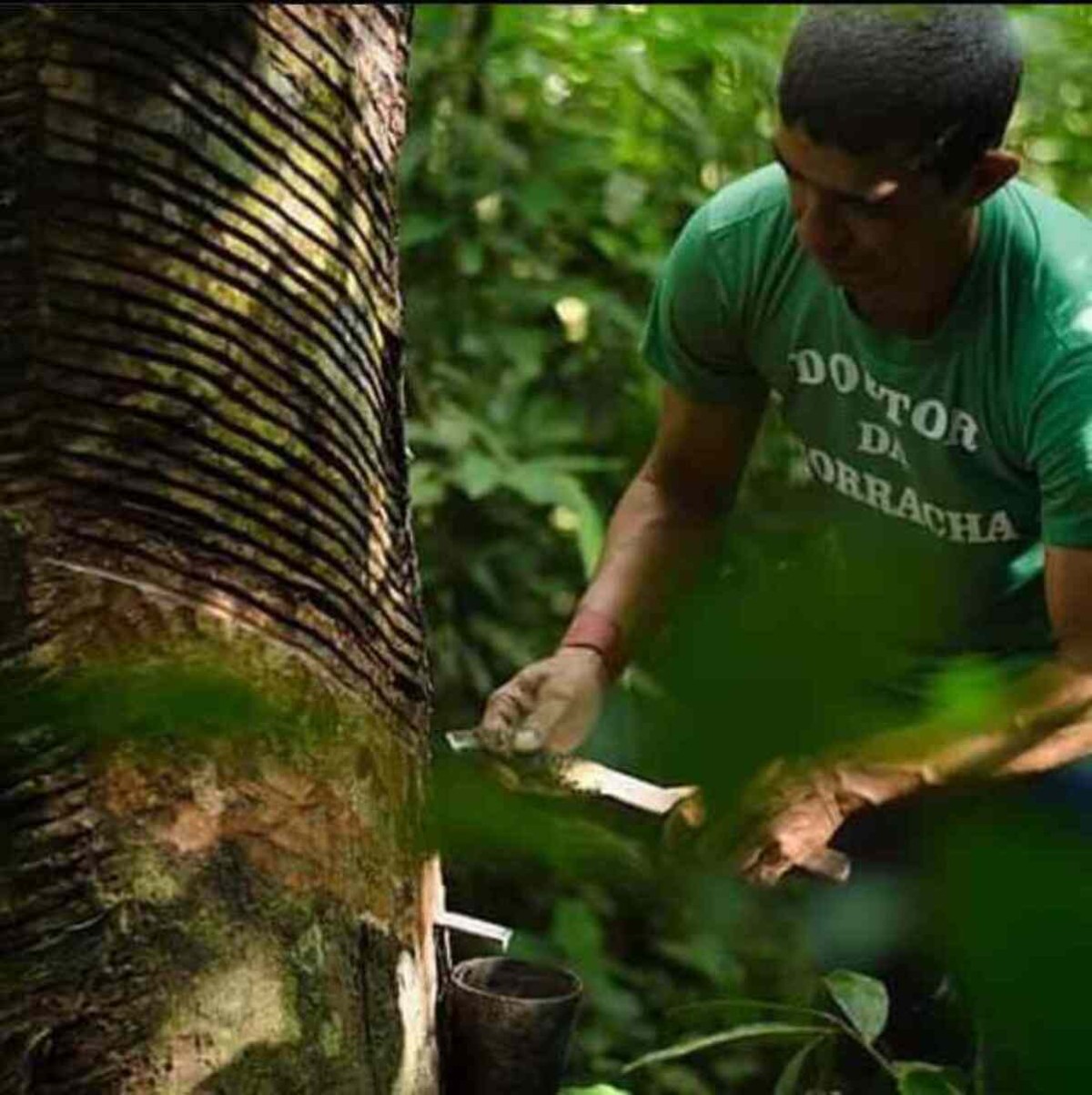 Soldado da Borracha do século 21: o seringueiro que ressignificou a extração do látex na Amazônia