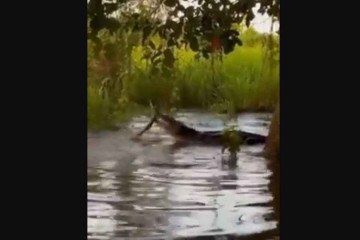 Vídeo mostra o jacaré abocanhando a sucuri -  (crédito: Reprodução/Redes sociais)