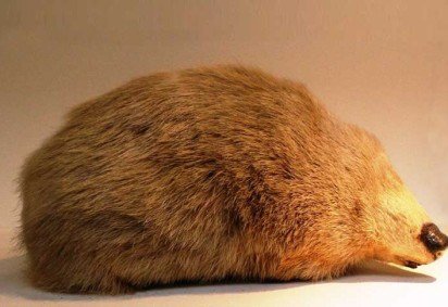 Um animal não era visto desde 1936, e estudiosos achavam que teria entrado em extinção. Trata-se da toupeira-dourada de Winton (Cryptochloris wintoni), que reapareceu na África do Sul, conforme aponta um relato publicado na revista Biodiversity And Conservation no dia 24 de novembro. -  (crédito: Chiswick Chap/Wikimedia Commons)