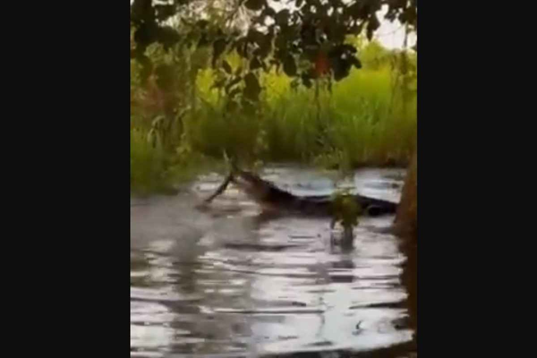 Vídeo flagra embate impressionante entre jacaré e sucuri em rio do Pantanal