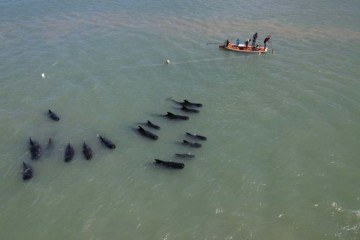 Uma operação foi montada para tentar reintroduzir outros 16 baleias para o mar -  (crédito: Divulgação/Uern)