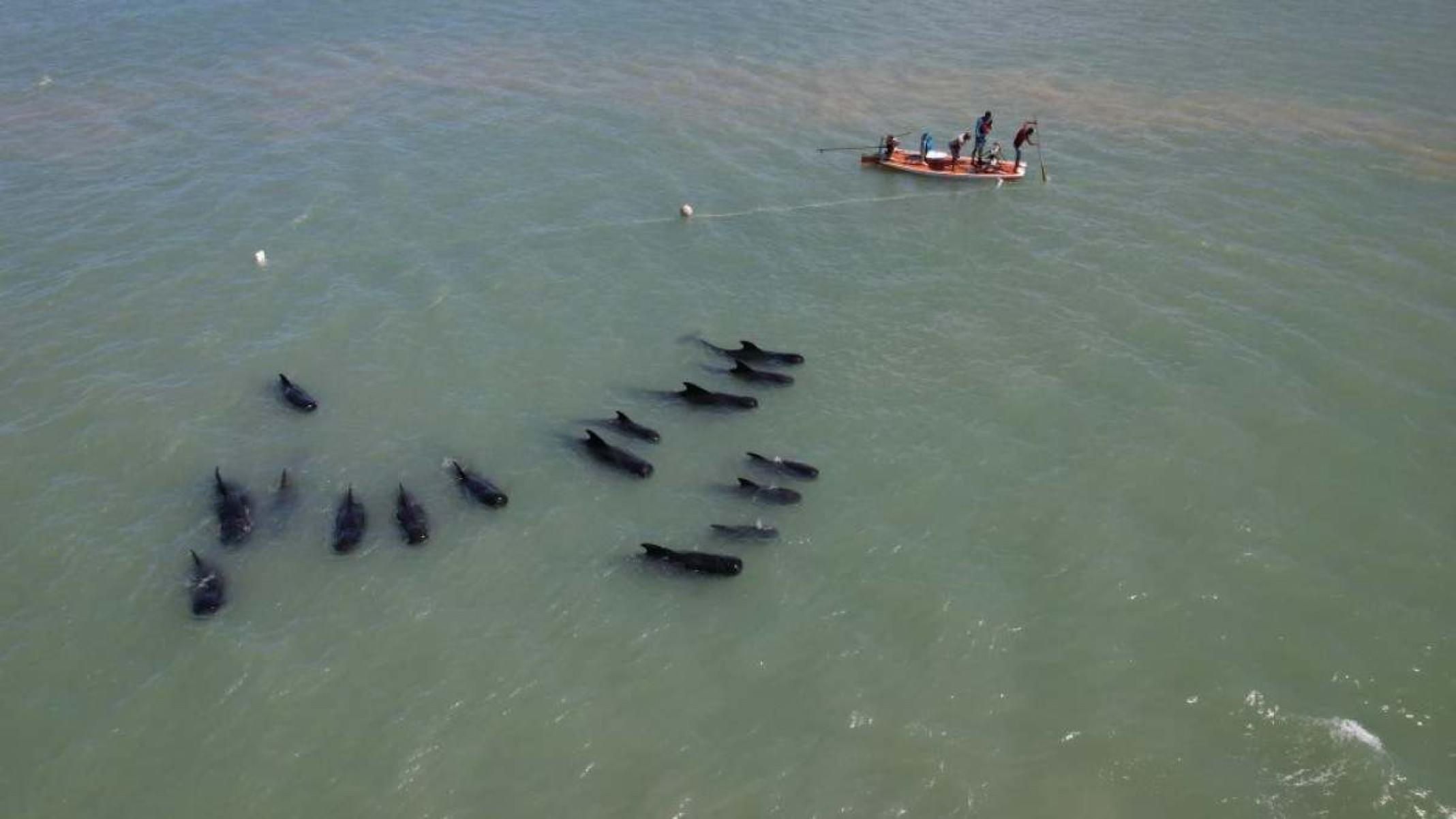 Baleias morrem encalhadas em litoral do RN; 16 esperam resgate