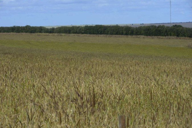  04/06/2024 Cr..dito: Marcelo Ferreira/CB/D.A Press. Brasil. Bras..lia - DF - Degrada....o do cerrado. Planta....o de sorgo pr..ximo a Planaltina
    