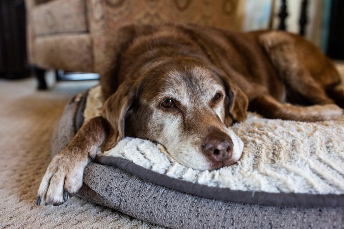 Cães idosos necessitam de alguns cuidados específicos (Imagem: Cavan-Images | Shutterstock) -  (crédito: EdiCase - Pets -> Revista do CB)