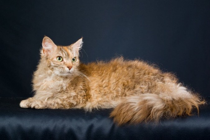 O gato LaPerm encanta com sua pelagem encaracolada (Imagem: Linn Currie | Shutterstock) -  (crédito: EdiCase - Pets -> Revista do CB)