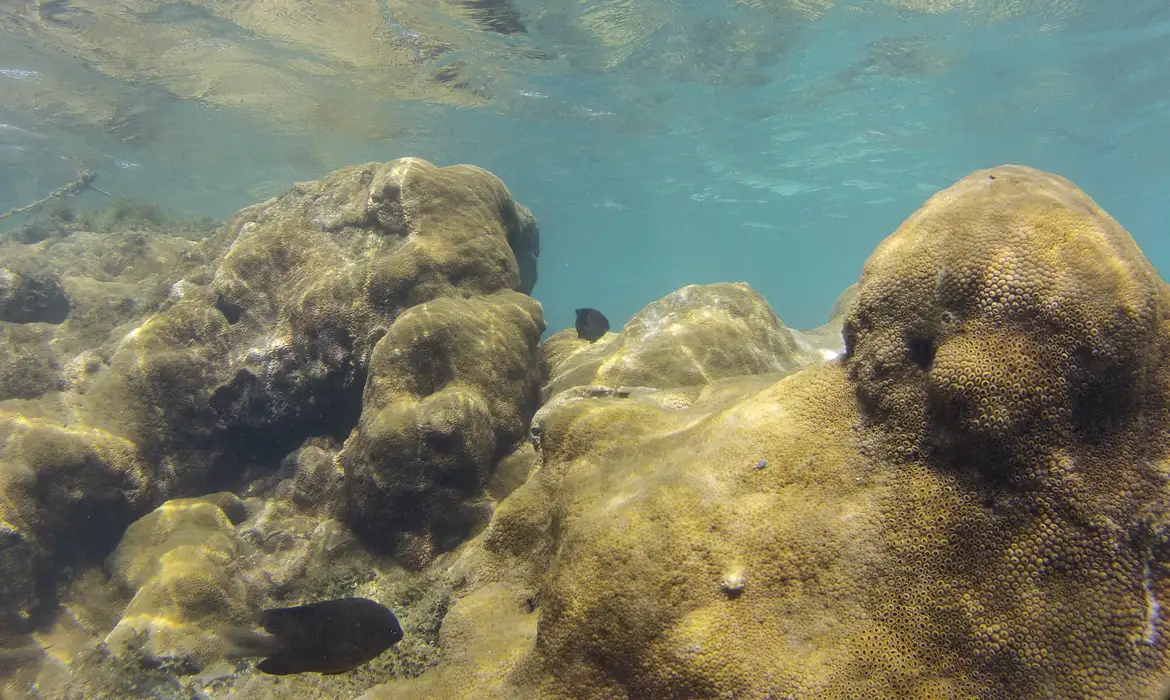 Mais de 70% de espécies ameaçadas buscam Áreas Marinhas Protegidas -  (crédito: EBC)