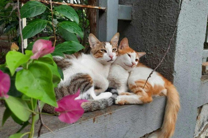 Nos felinos, a idade ideal para começar a reprodução é a partir de um ano de idade