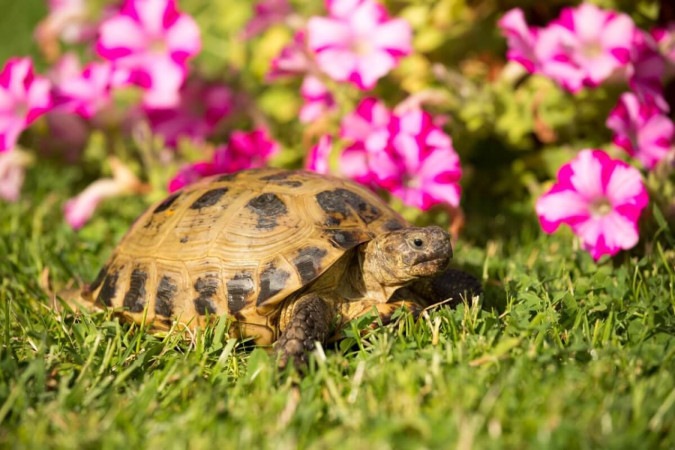 Algumas espécies de tartarugas e jabutis encantam por suas características (Imagem: Vera Zinkova |  Shutterstock) -  (crédito: EdiCase - Pets -> Revista do CB)