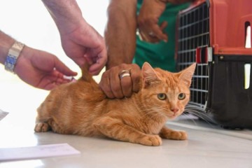 Cães e gatos têm um cartão vacinal a ser seguido, assim como os humanos -  (crédito: Jhonatan Vieira, Ascom/Sejus)