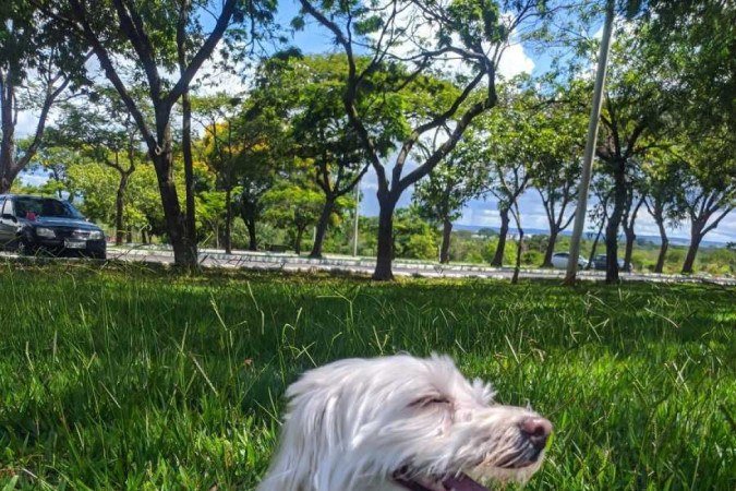 A cachorrinha Paola sofreu de ansiedade por separação durante muito tempo. A situação era angustiante tanto para ela quanto para os tutores