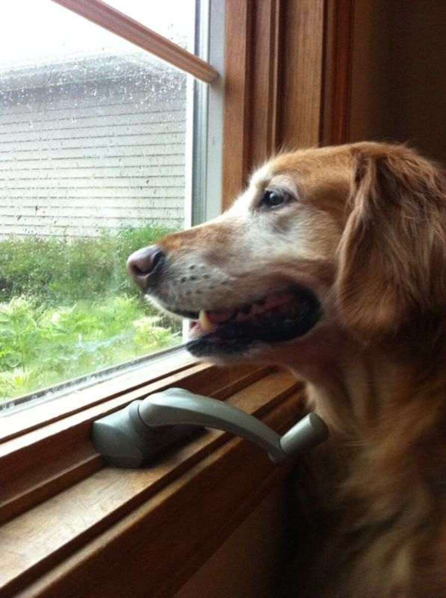 Latido, uivos e choros exacerbados, e ficar esperando o retorno do tutor são alguns dos sinais de ansiedade por separação