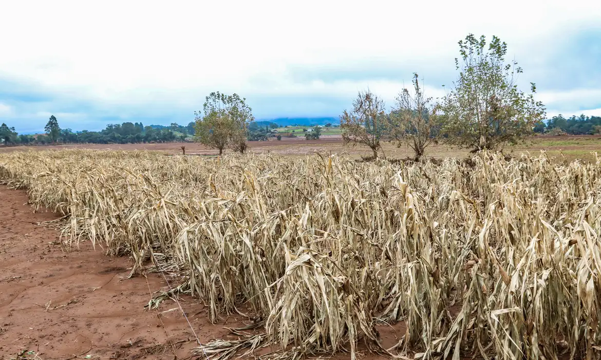 Cheias afetaram mais de 206 mil propriedades rurais, diz Emater-RS -  (crédito: EBC)