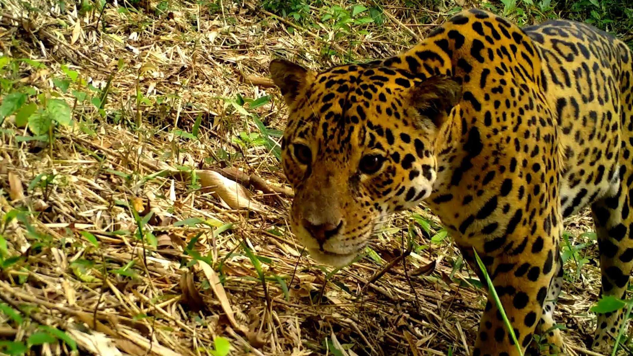 Onças-pintadas estão sendo 'expulsas' da Mata Atlântica pela ação humana, mostra estudo