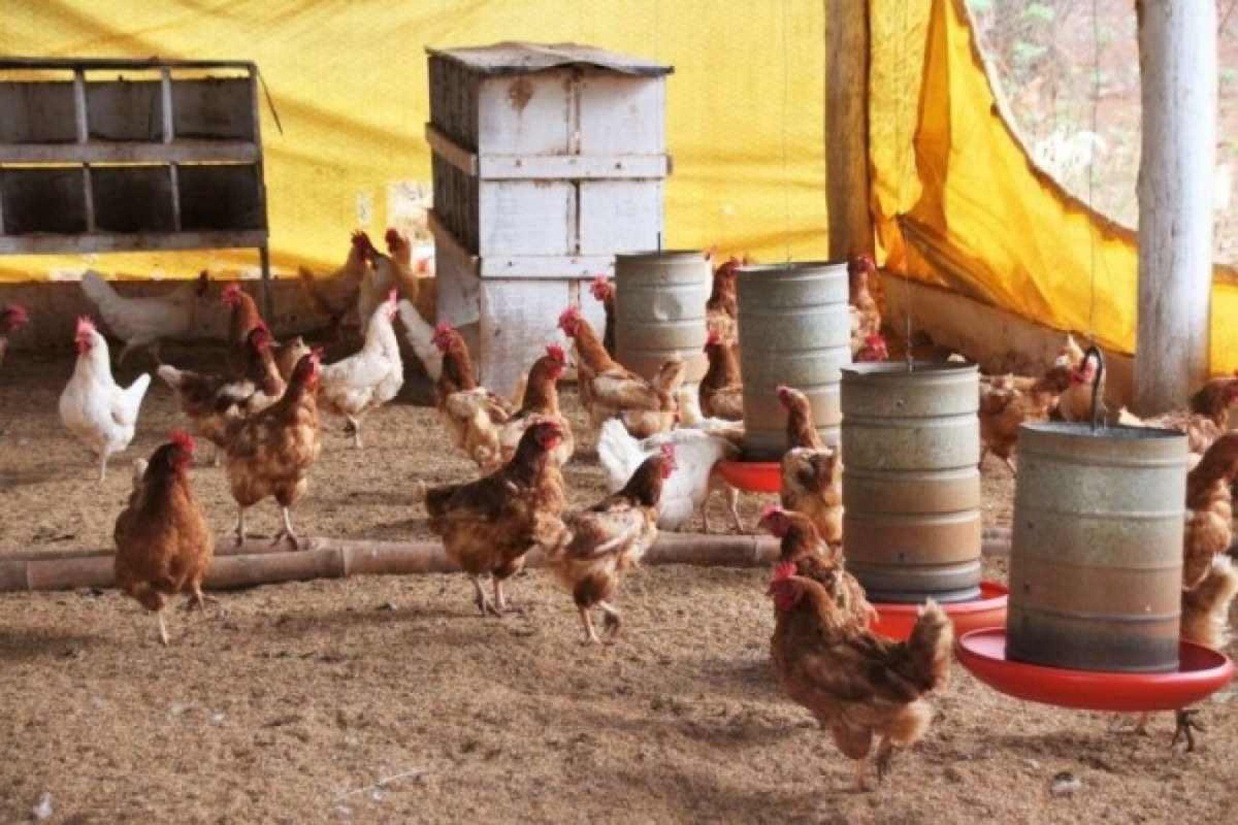 OMS confirma primeira morte humana pela variante H5N2 da gripe aviária