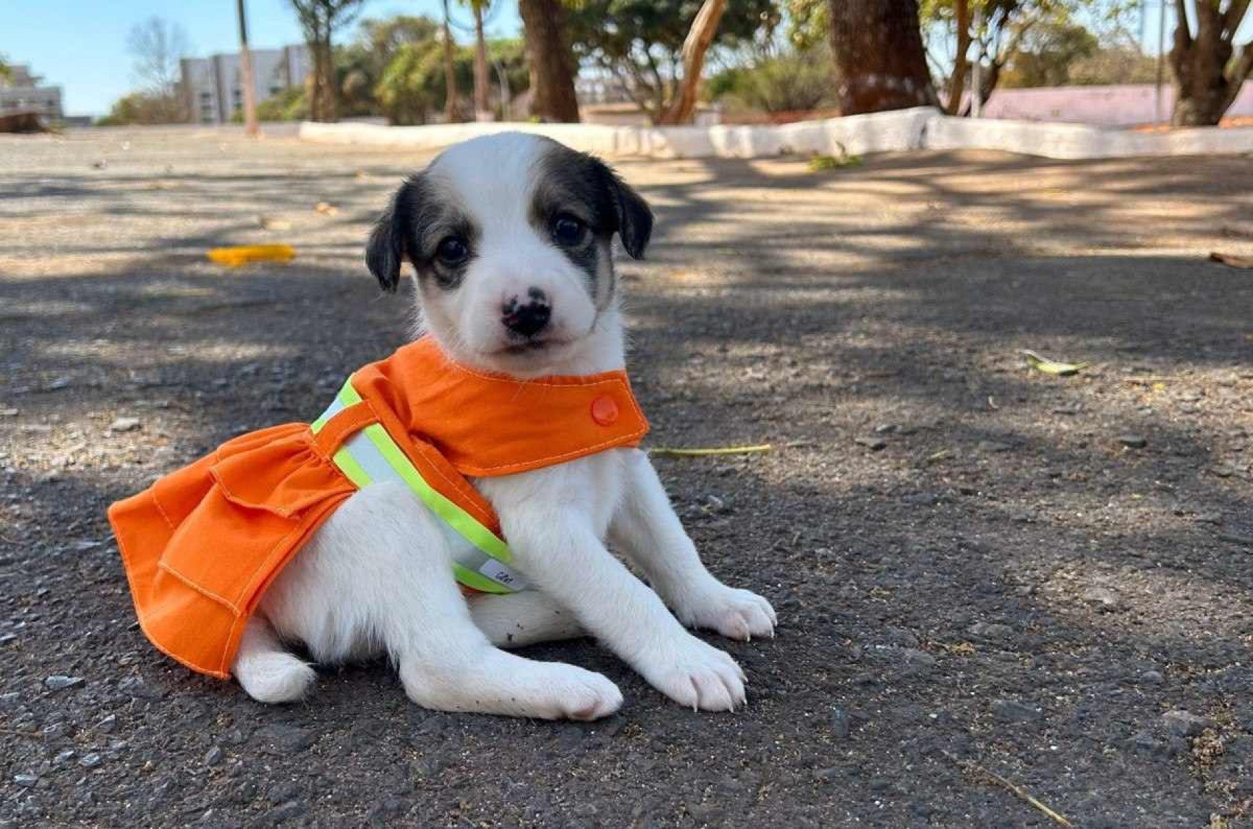 Cães abandonados: SLU retoma projeto para adoção responsável