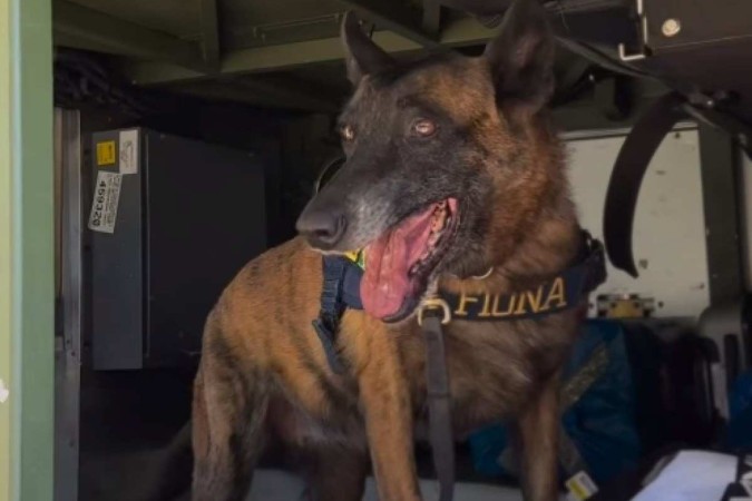 No Brasil a PRF tem 85 cães policiais -  (crédito: Divulgação/PRF-GO )