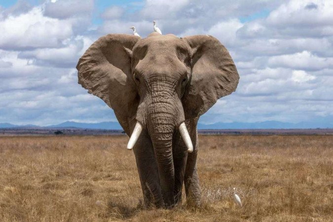 Os elefantes emitem uma ampla gama de sons, desde fortes trombetas até murmúrios que o ouvido humano não capta.

 -  (crédito: Nam Anh/Unsplash)