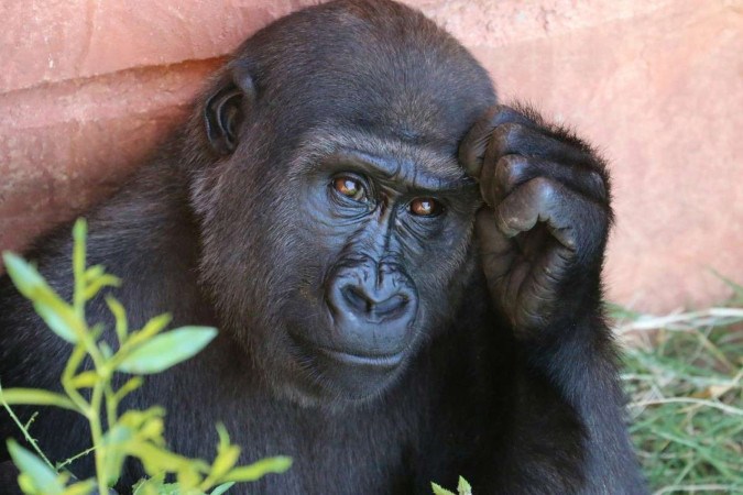O animal foi classificado como parte dos grande primatas, classificação que engloba gorilas, chimpanzés e até o ser humano -  (crédito: Rob Schreckhise/Unsplash)