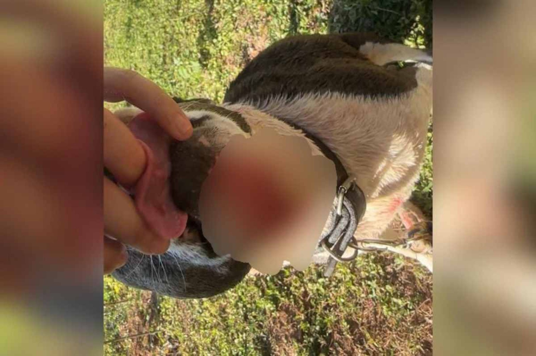 Cachorros são atacados por capivaras na orla do Lago Paranoá