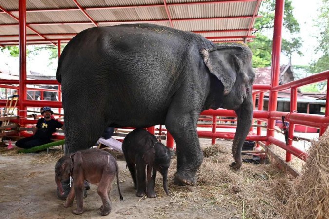 Gêmeos elefantes recém-nascidos, uma fêmea (L) e um macho (C), ao lado de sua mãe Jamjuree no Ayutthaya Elephant Palace e Royal Kraal em Ayutthaya em 10 de junho de 2024 -  (crédito: Manan VATSYAYANA / AFP)