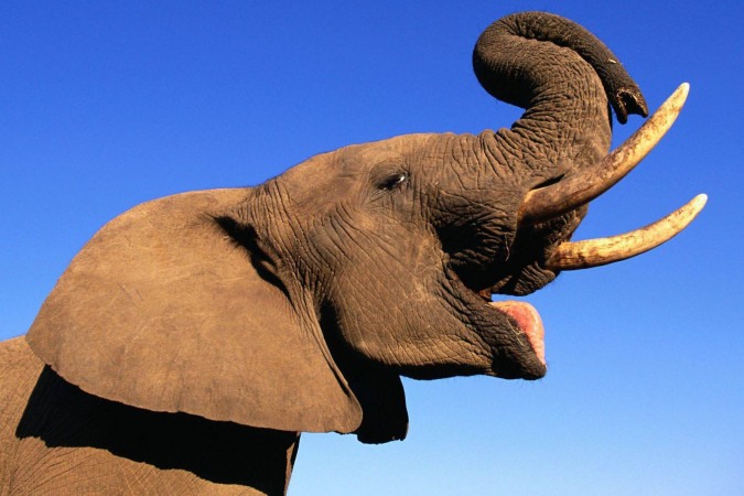Elefantes se chamam pelo 'nome', revela pesquisa -  (crédito: BBC Geral)