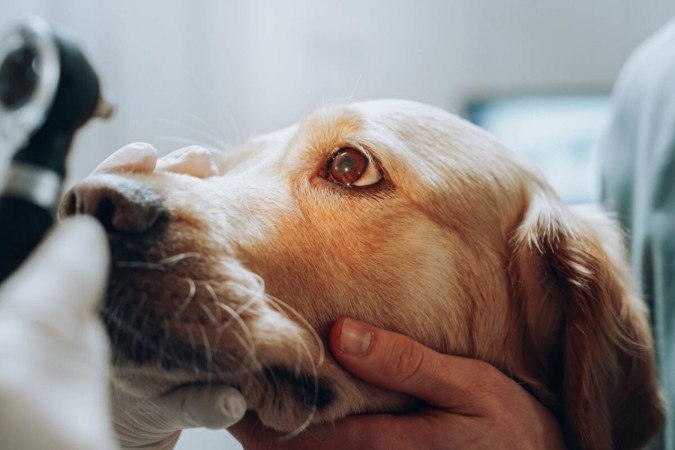 Cães e gatos também estão sujeitos às doenças oculares (Imagem: Gorodenkoff | Shutterstock) -  (crédito: EdiCase - Pets -> Revista do CB)