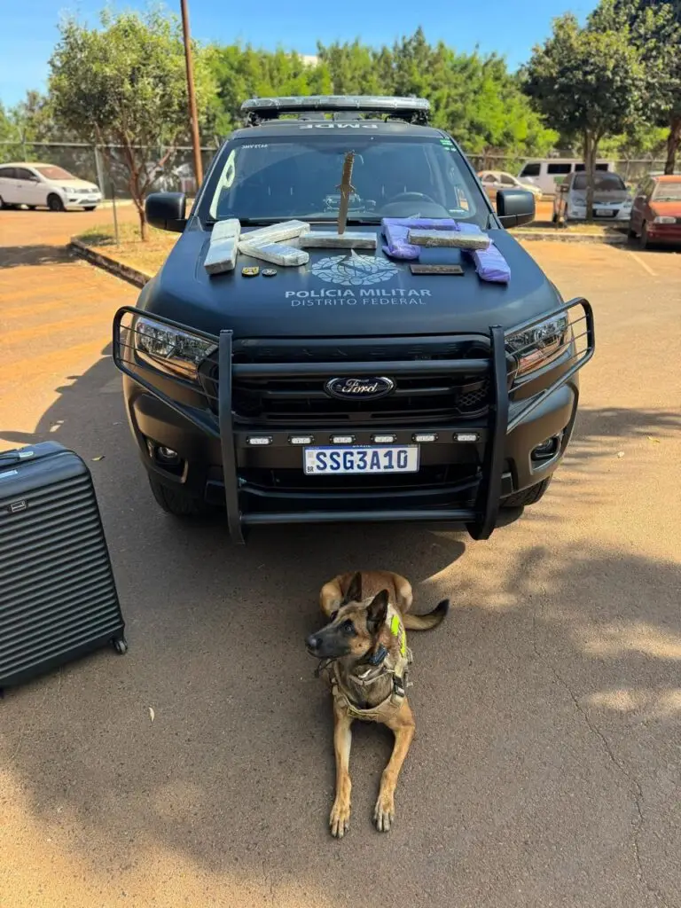 Cão da PMDF fareja mais de 10 kg de maconha em mala de passageiro na Rodoviária Interestadual de Brasília -  (crédito: PMDF)