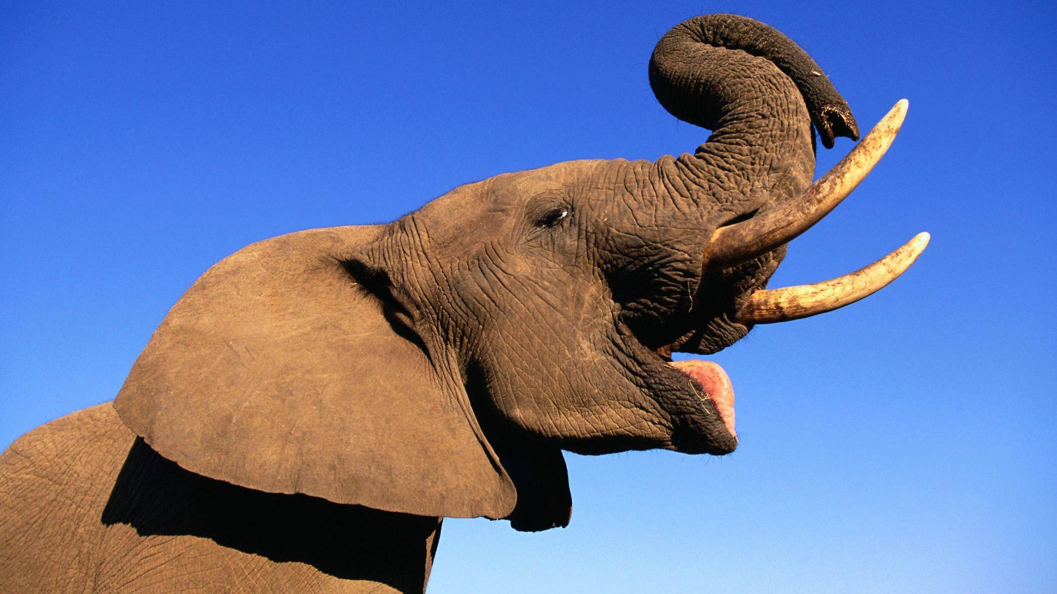 Elefantes se chamam pelo 'nome', revela pesquisa